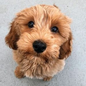 Meet your Posher, Maggie